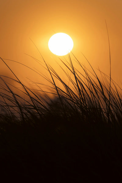 2772321 :: Sunrise Beachgrass
