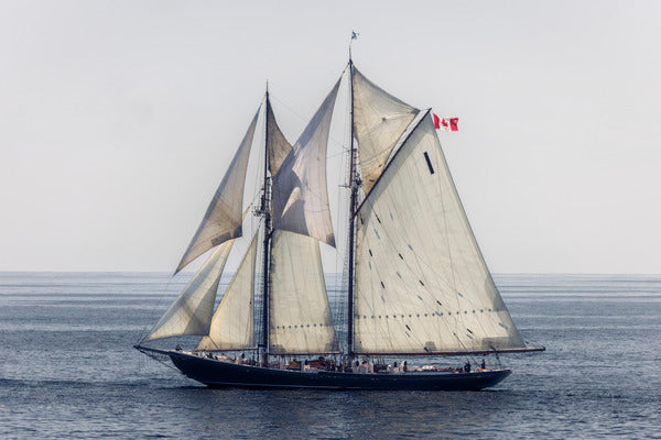 2772282 :: Bluenose II Under Full Sail
