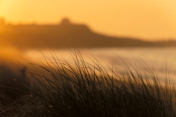 2772286 :: Beachgrass Dawn
